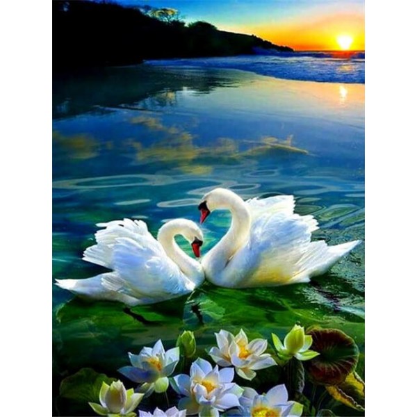 Sunset Swan Couple