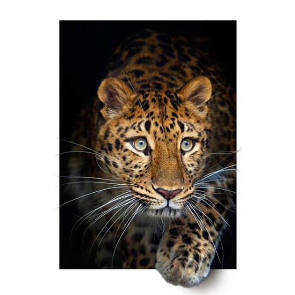 3D Leopard