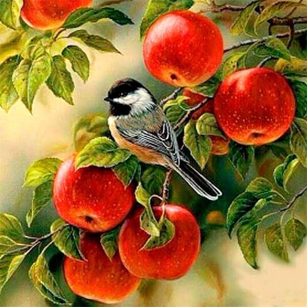 Orchard Bird