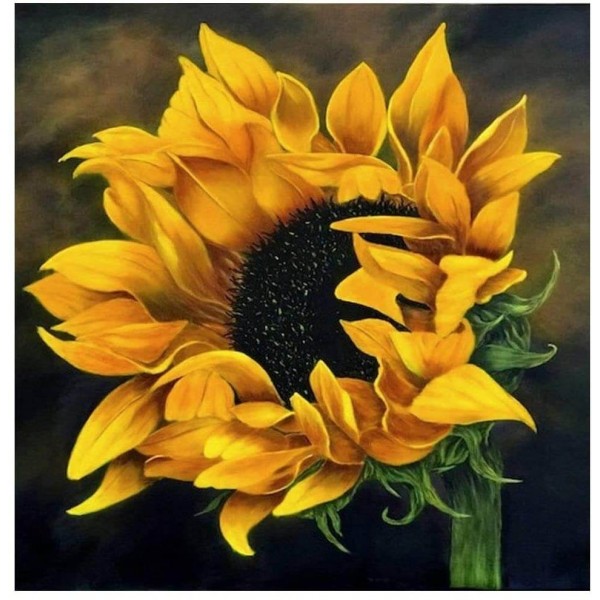 Sunflower Blossom