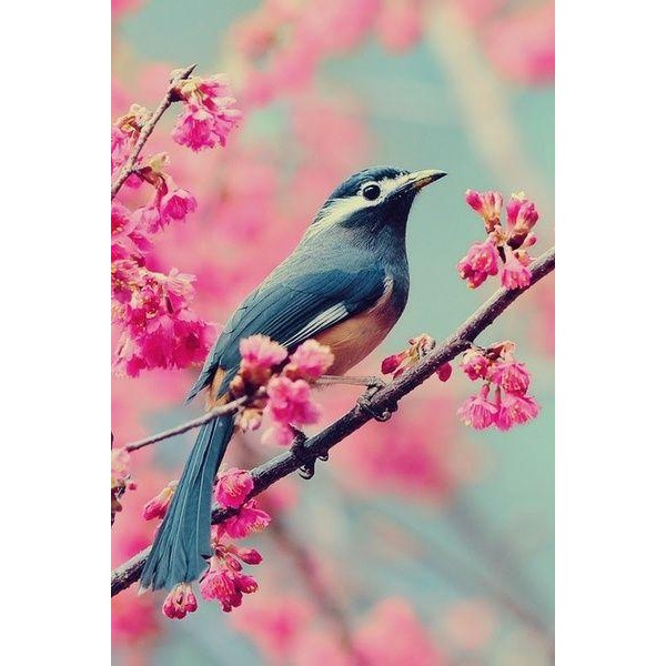 Bird on Sakura Tree