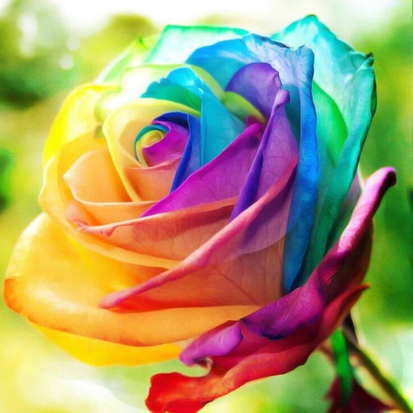 Rainbow Color Rose