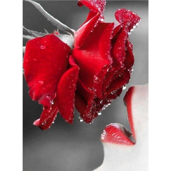 Red Rose Kissing