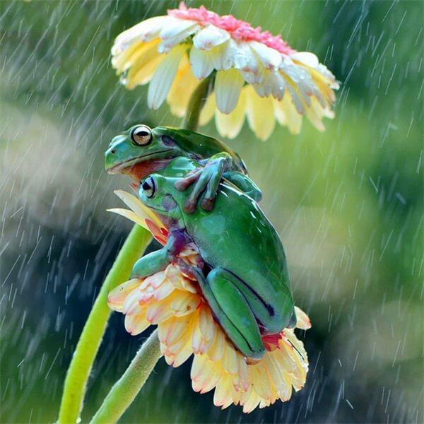 Two Frogs in Rain