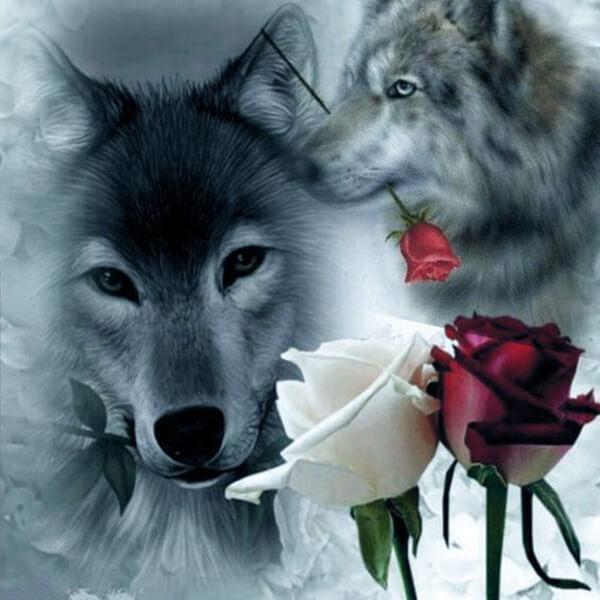 Wolf Roses
