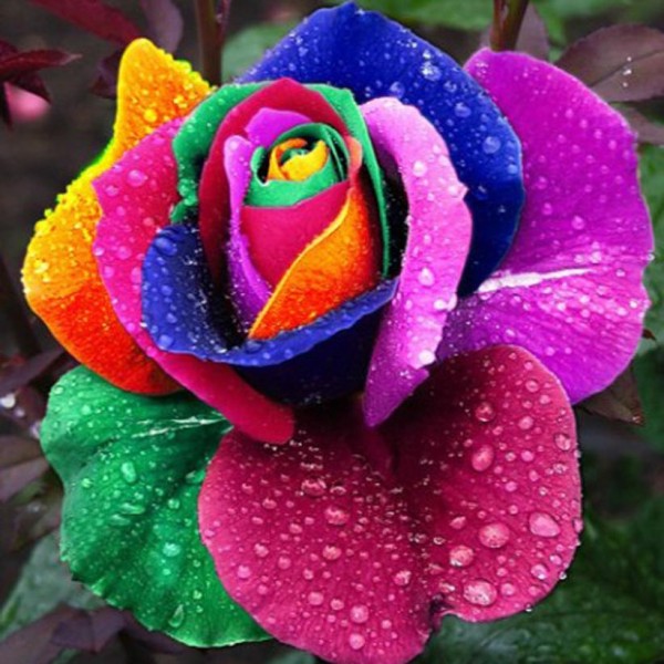 Colorful Petal Rose