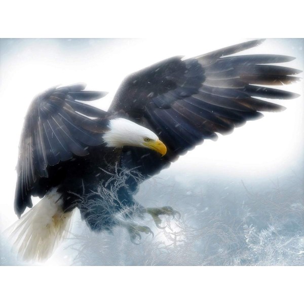 Hunter Eagle On Winter