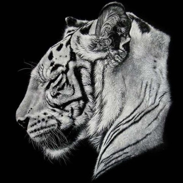 Tiger Animal Art