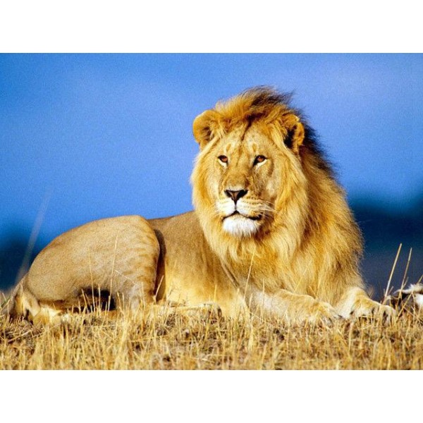 Agressive Lion on Grass
