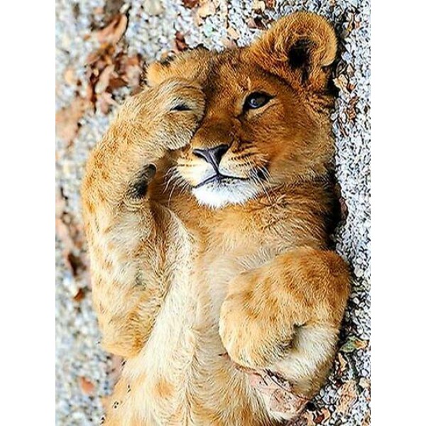 Cute Little Lion