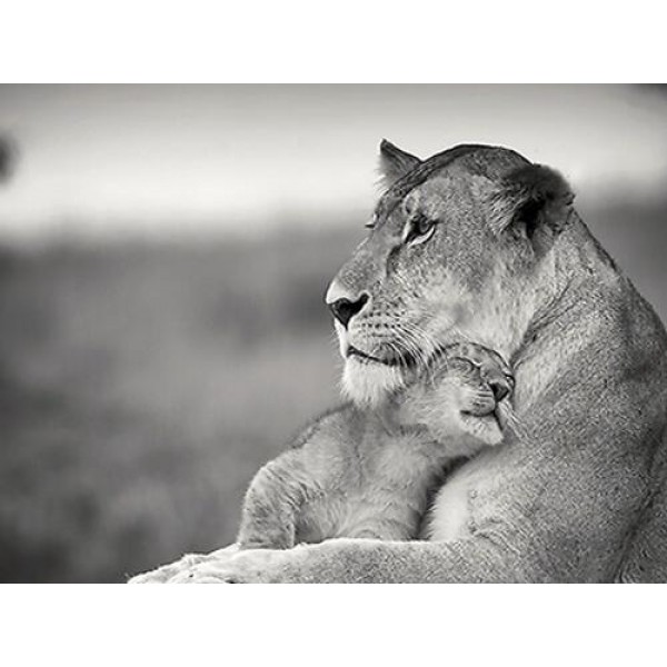 Sweet Mother And Baby Lion