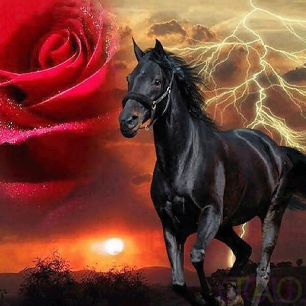 Love Black Horse