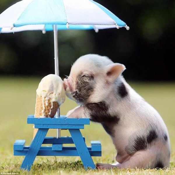 Pigs eat Ice Cream