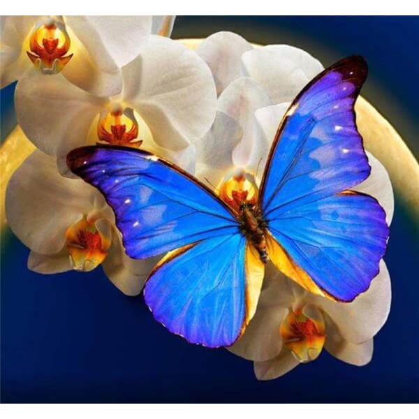 White Orchid Blue Butterfly