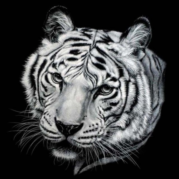 Black And White Tiger Painting