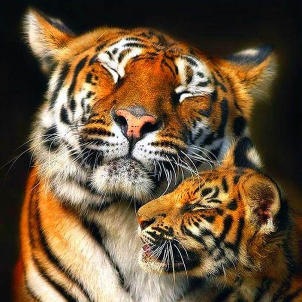 Tiger Mom Love