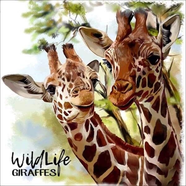 Wildlife Giraffes