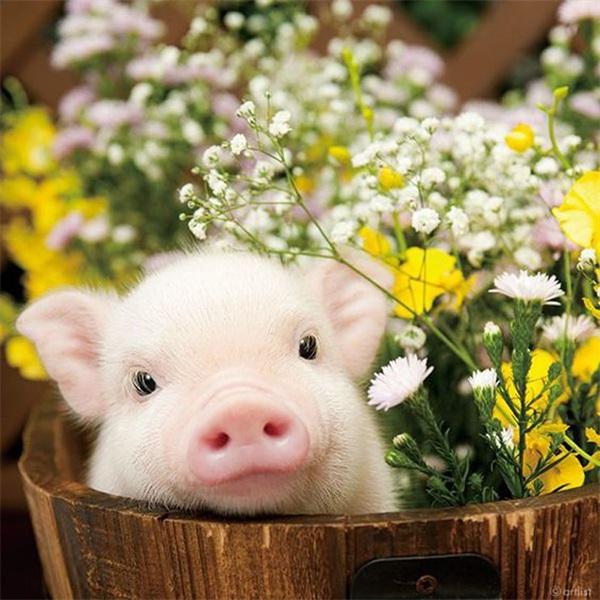 Pig and Flowers