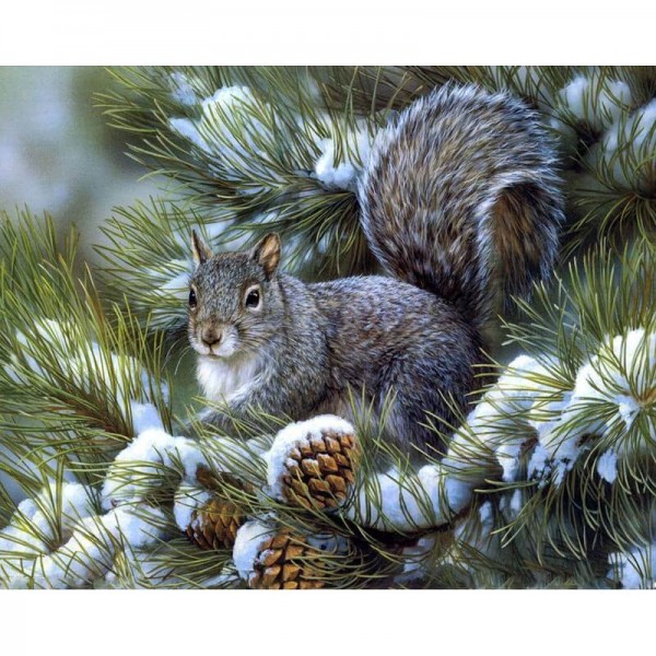 Squirrel On Pine Tree