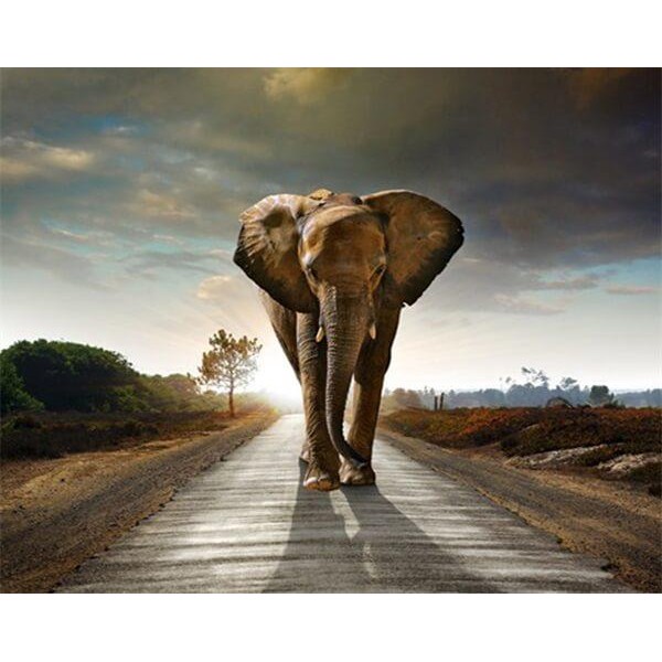Elephant On A Journey