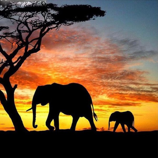 Sunset Elephant Animal
