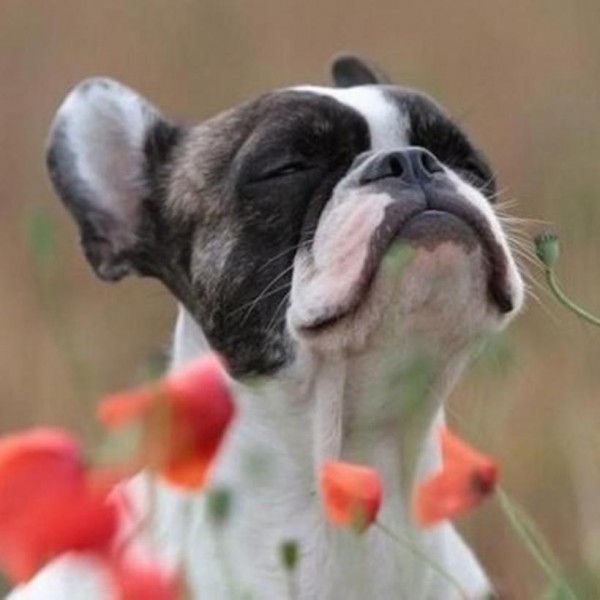 Puppy Smelling Flowers
