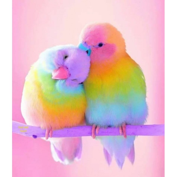 Two Colored Parrots