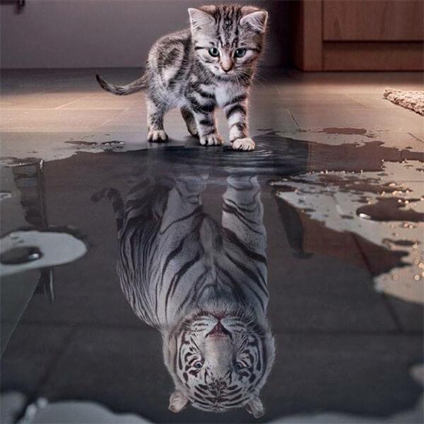 Cat Tiger Reflection