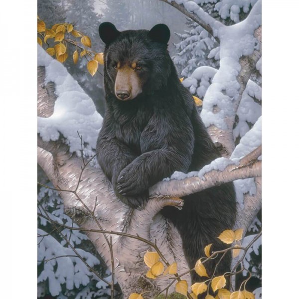 Black Bear On Tree